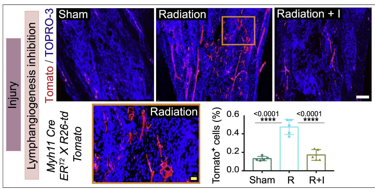 Open access visualization of Bar Plot, Error Bars, Microscopy, 3D Images, Tibiae