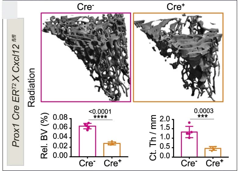 Open access visualization of Bar Plot, Microscopy, Error Bars, μ-CT Images, Tibiae