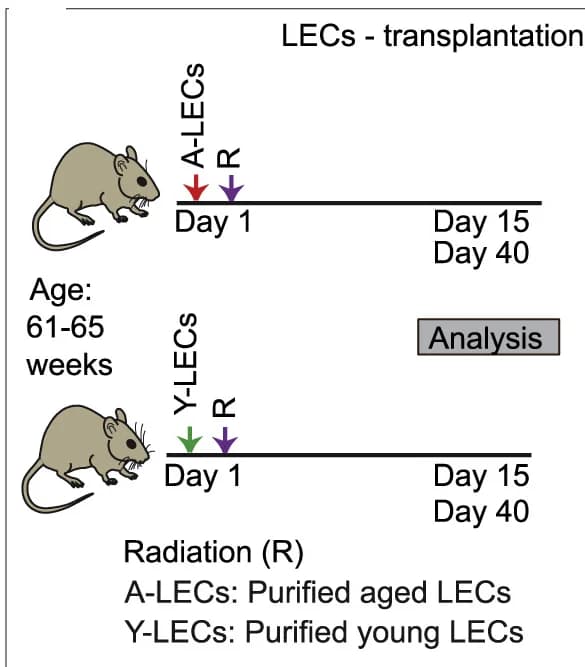 Open access visualization of Workflow, Illustration, Experimental Design, Aged Mice, Lymphatic Endothelial Cells