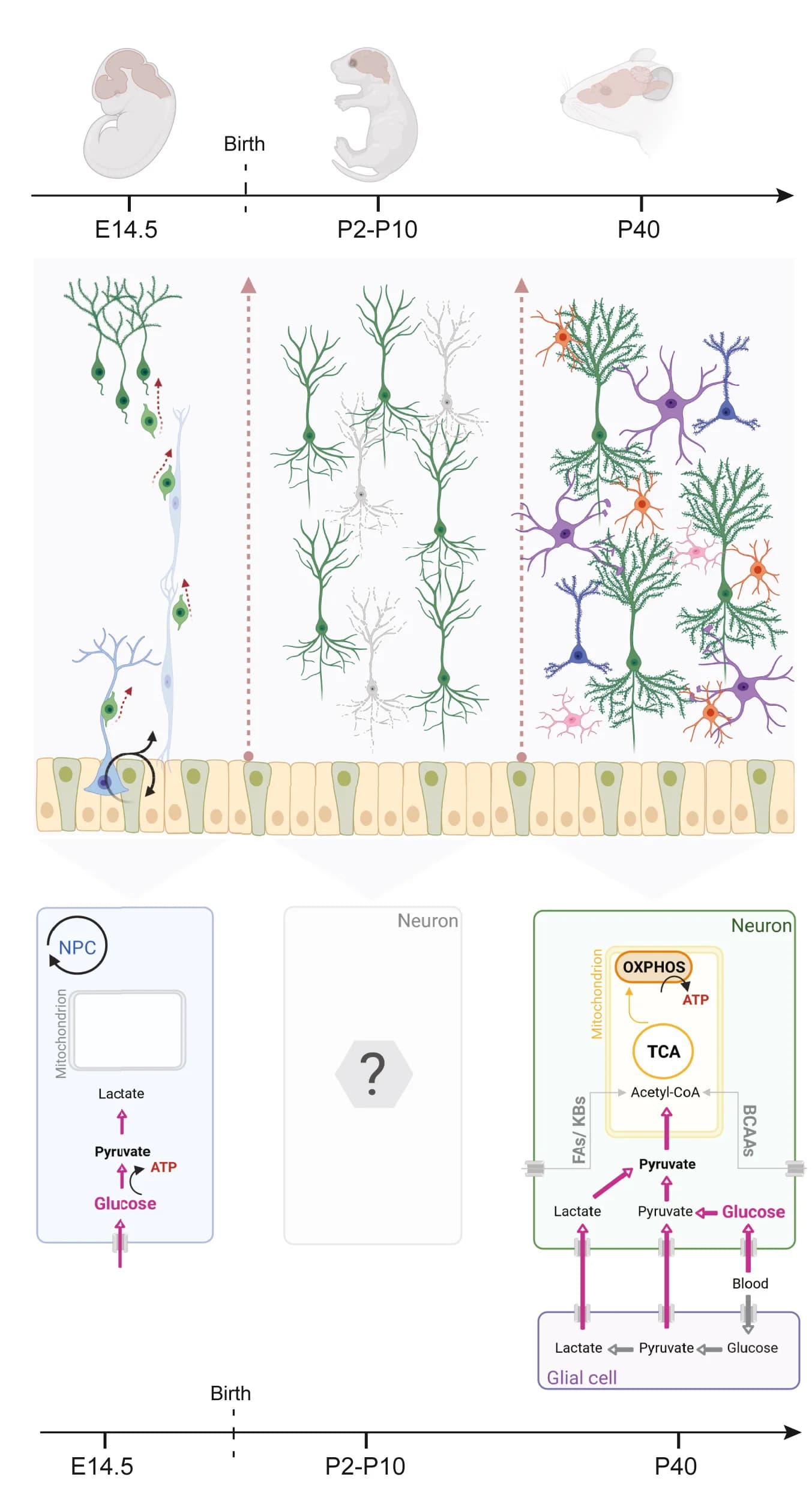 Open access visualization of Workflow, Illustration, ATP Synthesis, Cortex, Developmental Stages