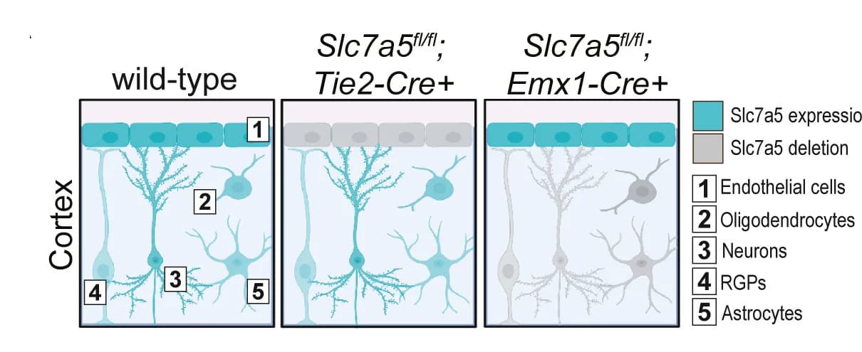 Open access visualization of Illustration, Slc7a5, Cerebral Cortex, Wild-type Mice, Slc7a5fl/fl;Tie2-Cre+ Mice