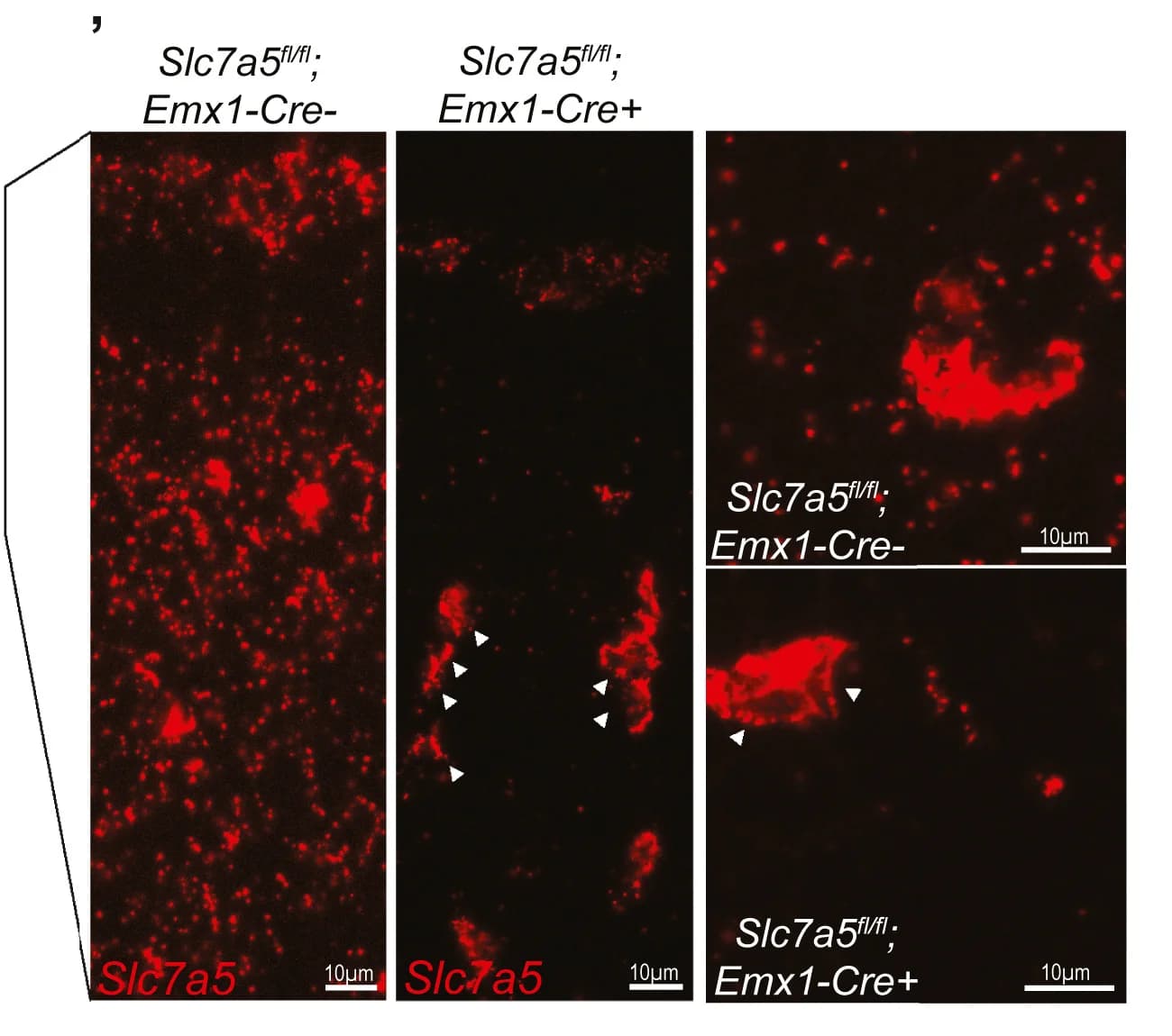 Open access visualization of Microscopy, Slc7a5 mRNA, P2 Murine, Wild-type, Somatosensory Cortex