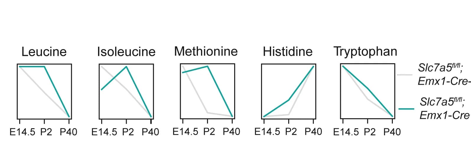 Open access visualization of Line Plot, Slc7a5 Substrates, Slc7a5fl/fl;Emx1-Cre+, Cortical Tissue, Accumulation