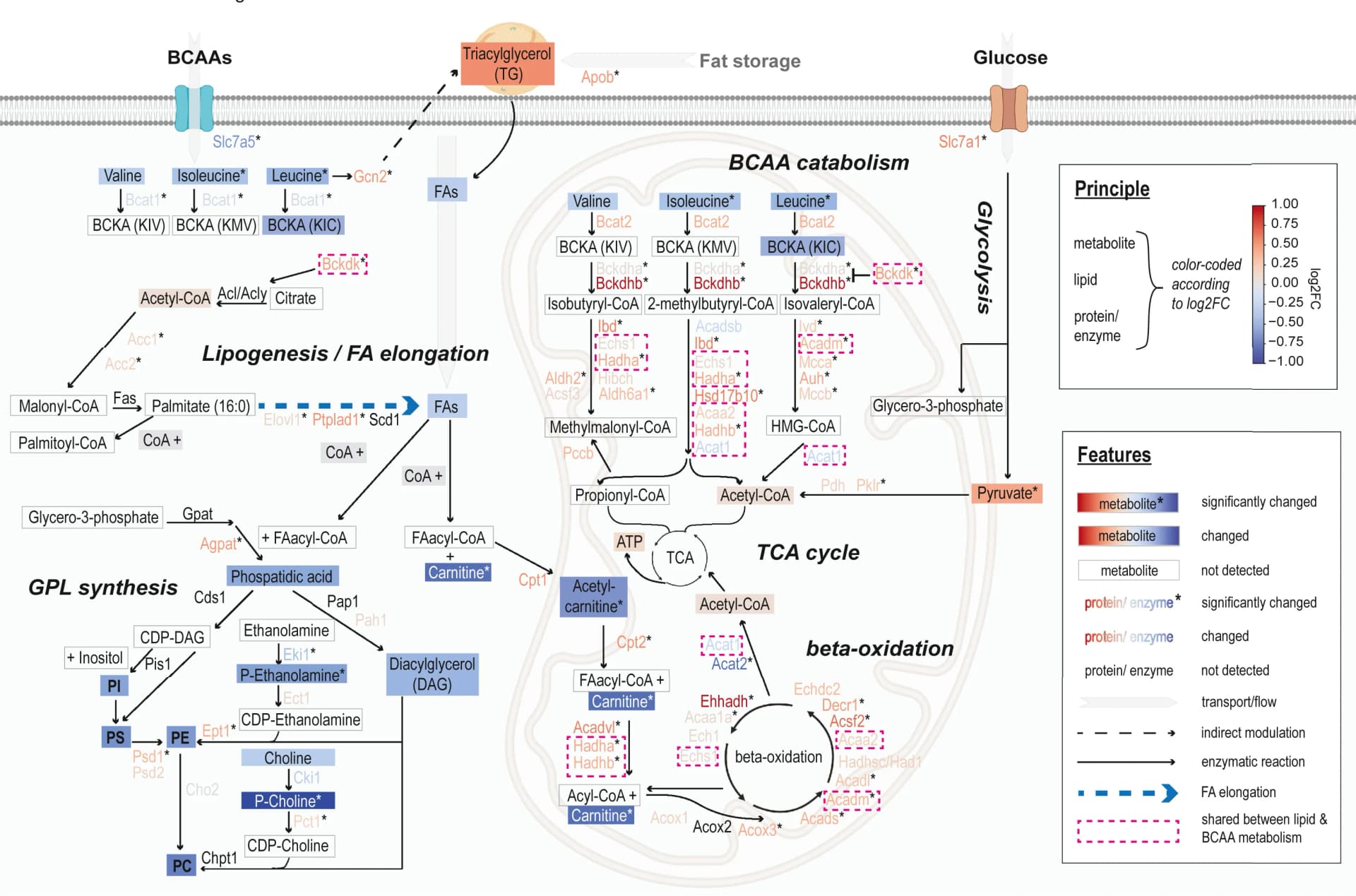 Open access visualization of Workflow, Pathway, Proteomics, Metabolomics, Lipidomics