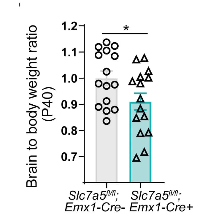 Open access visualization of Bar Plot, Error Bars, Brain