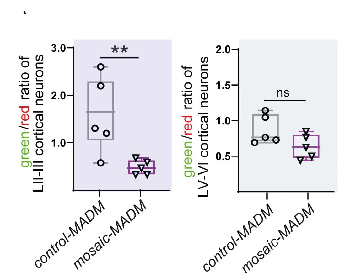 Open access visualization of Box Plot, Scatter Plot, Coronal Sections, Green/Red Cell Ratio, MADM-labeled Neurons