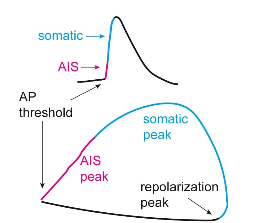 Open access visualization of Line Plot, Action Potential, Phase-Plane Plot, Voltage vs. Time