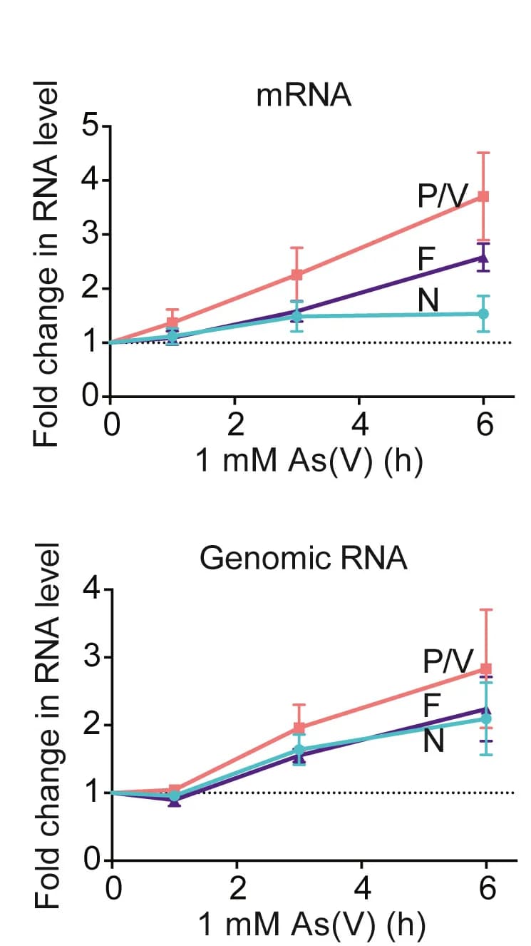 Open access visualization of Line Plot, Error Bars, MuV Transcription, mRNA, Genomic RNA