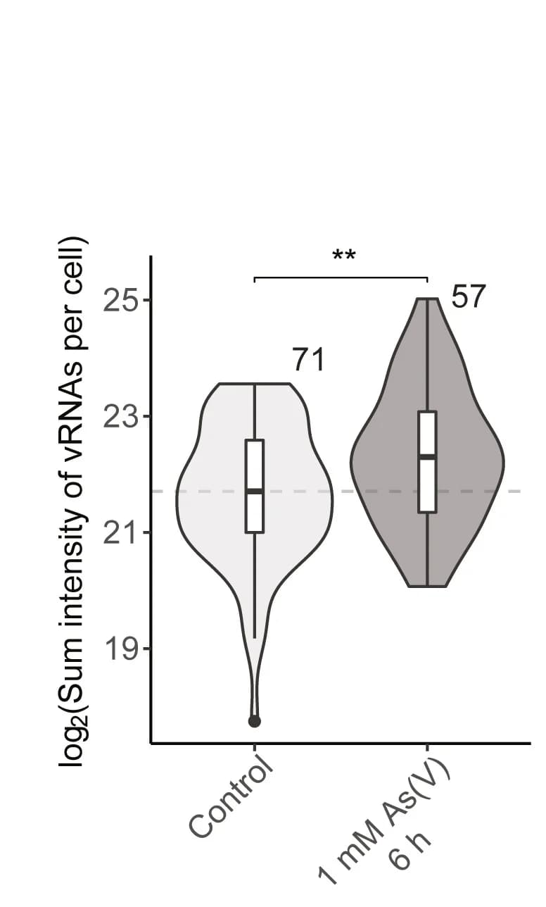 Open access visualization of Violin Plot, Box Plot, HeLa-MuV Cells, RNA FISH, Stress Condition