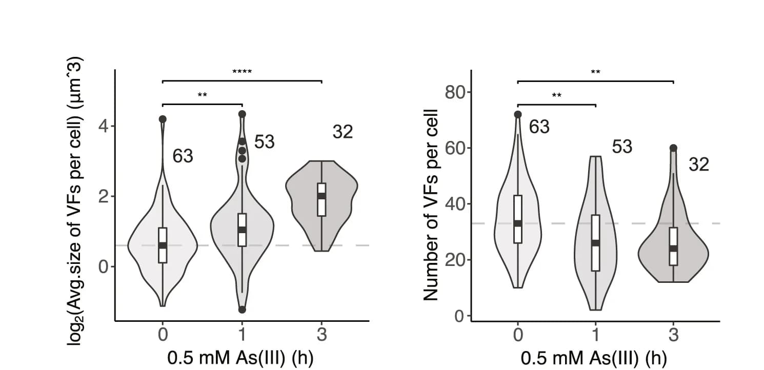 Open access visualization of Violin Plot, Box Plot, Quantification, VF Size, VF Number
