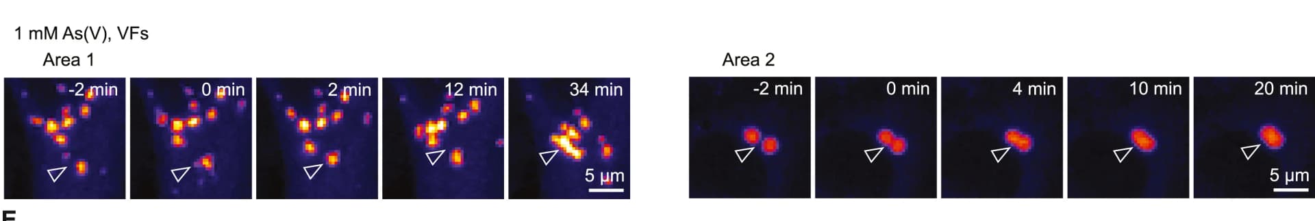 Open access visualization of Microscopy, VFs, HeLa-MuV cells, EGFP-P, Stress treatment