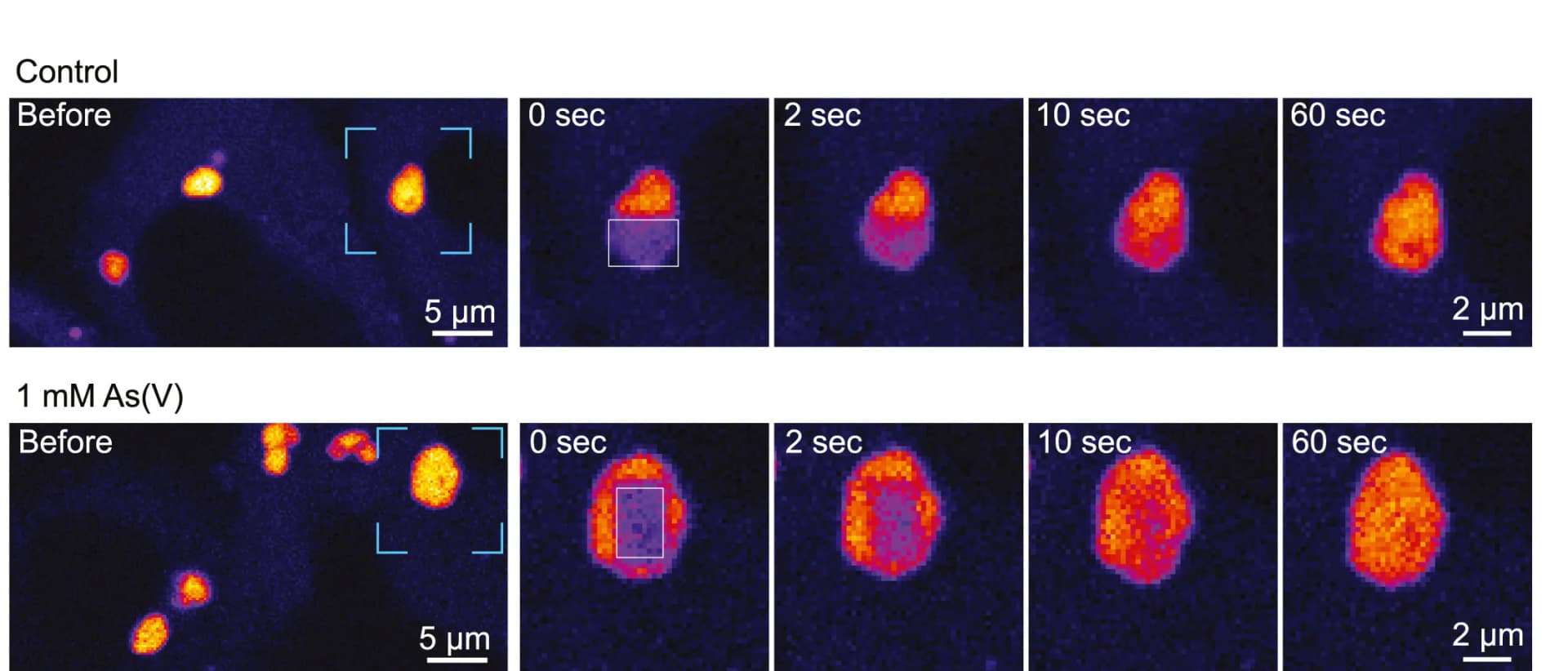 Open access visualization of Microscopy, VFs, HeLa-MuV cells, EGFP-P, Photobleaching