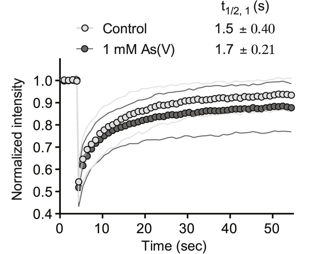 Open access visualization of Line Plot, Error Bars, VFs, HeLa-MuV cells, EGFP-P