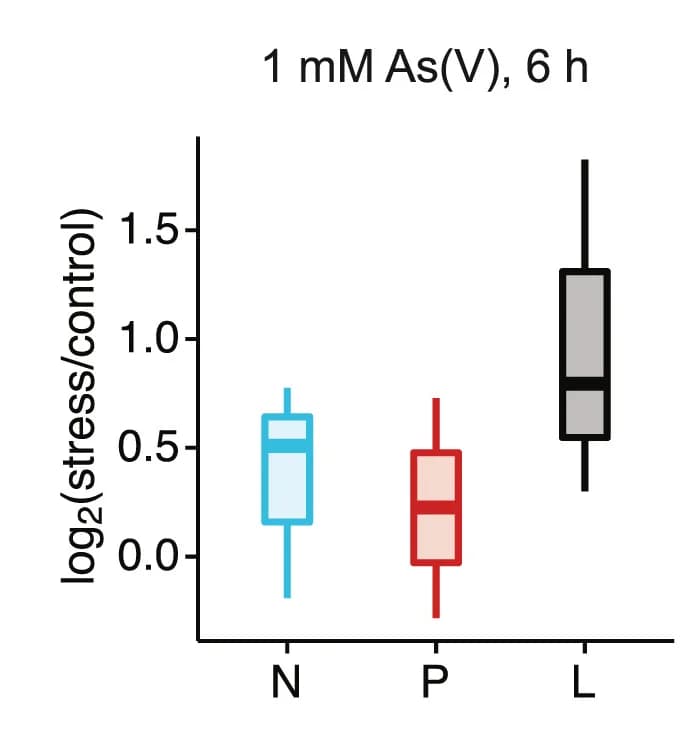 Open access visualization of Box Plot, N Protein, P Protein, L Protein, Stress