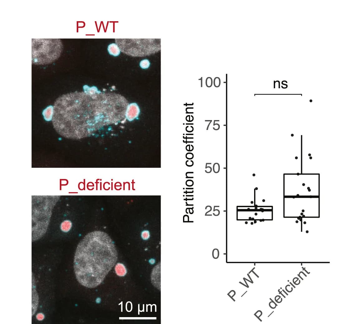 Open access visualization of Box Plot, Microscopy, Scatter Plot, EGFP-tagged P_WT, P_deficient