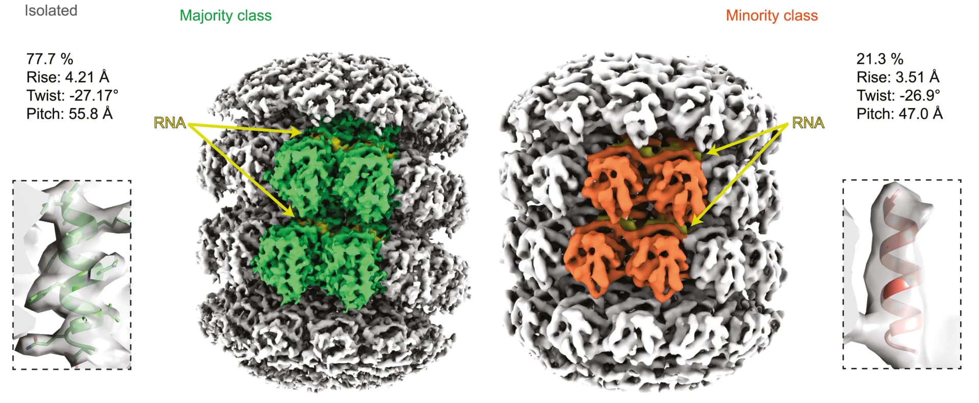 Open access visualization of Protein Structure, Chemical Structure, Subtomogram Averages, Nucleocapsids, RNA
