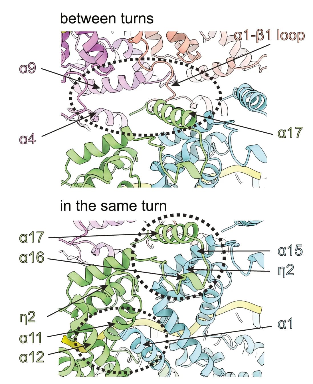 Open access visualization of Protein Structure, Chemical Structure, Subunit Packing, Interfaces