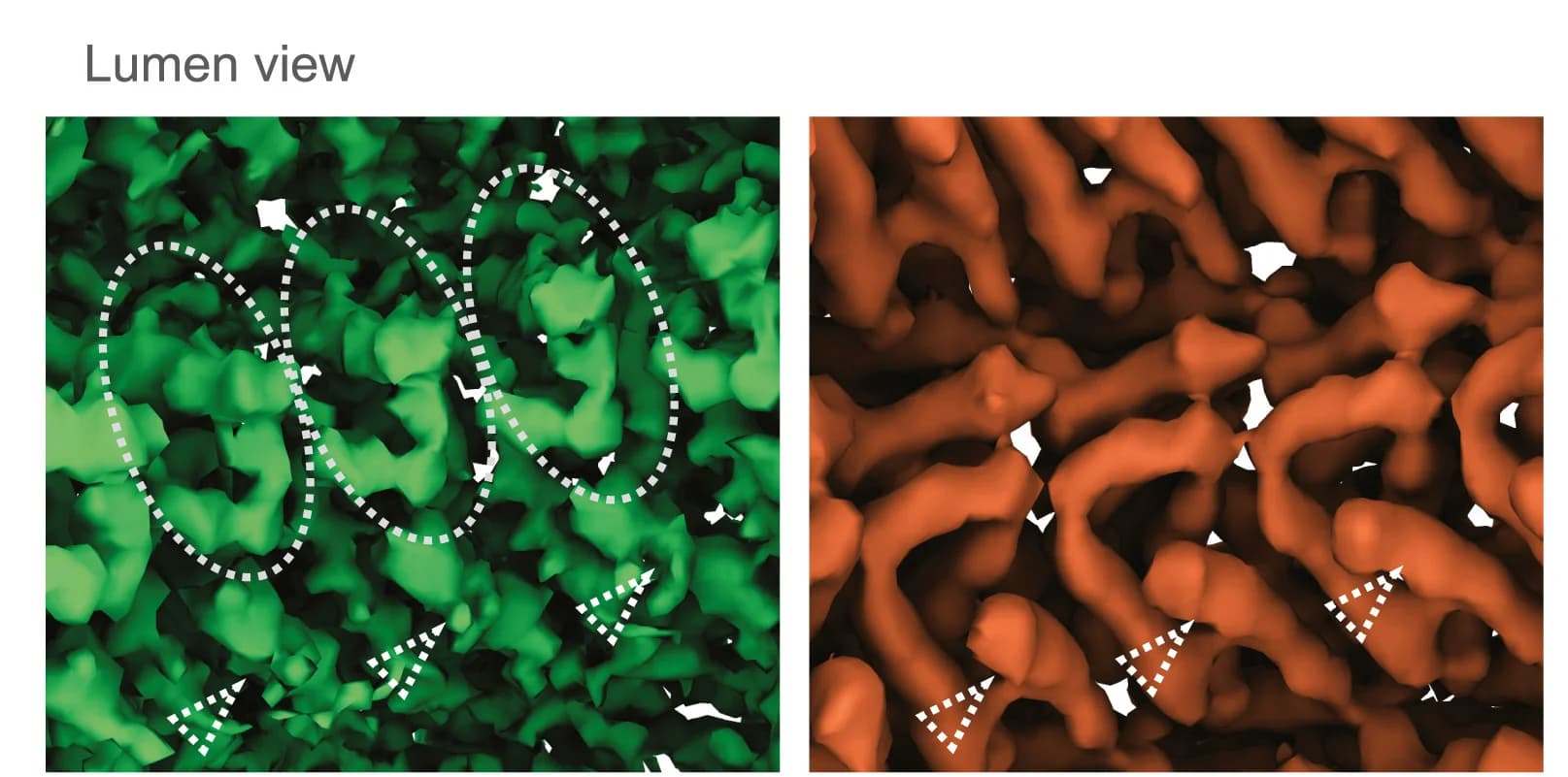 Open access visualization of Microscopy, Lumen View, Subunits, CTD arms, NTD arms