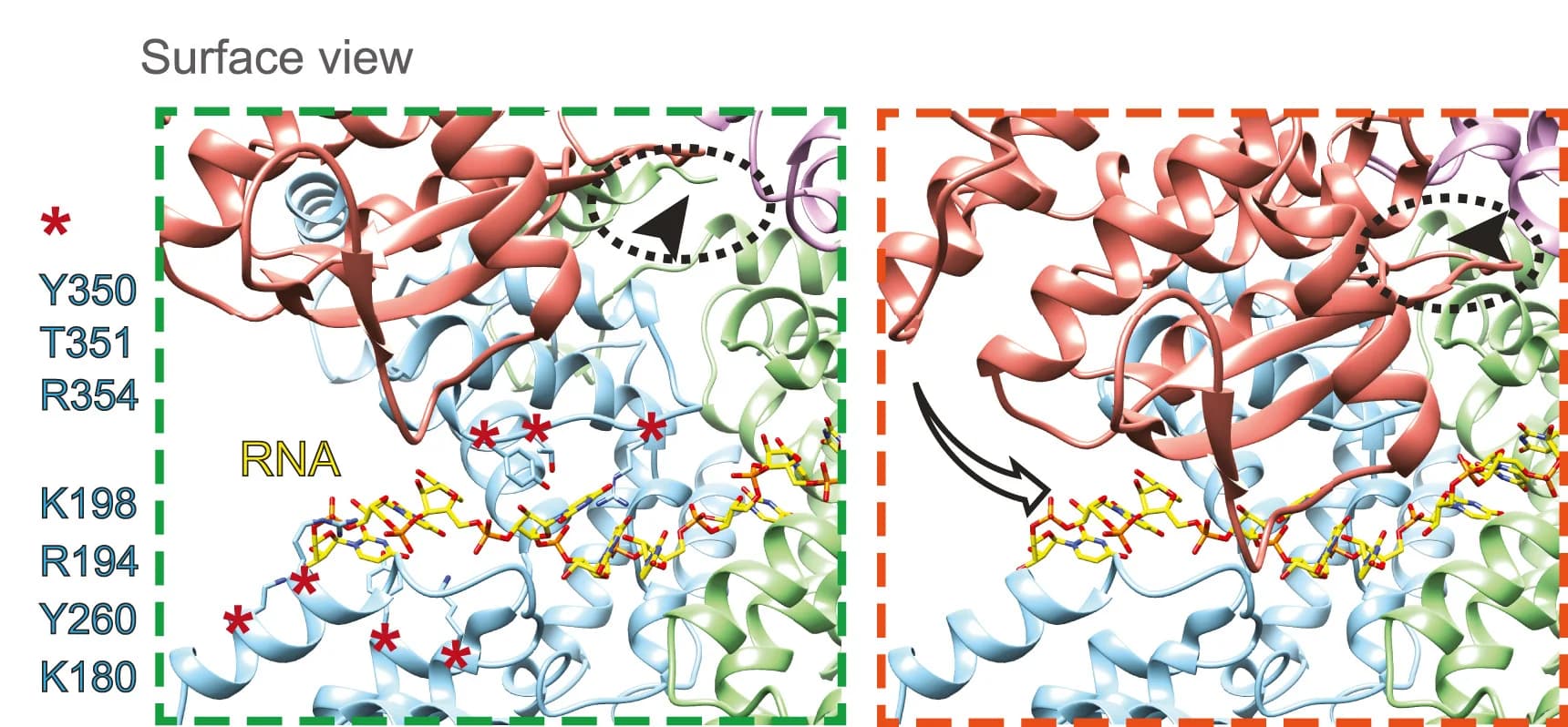 Open access visualization of Protein Structure, Surface View, RNA binding, Residues, C Terminus