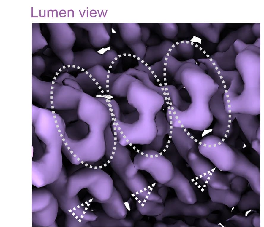 Open access visualization of Protein Structure, Lumen View, MuV Nucleocapsid, CTD Arms, NTD Arms