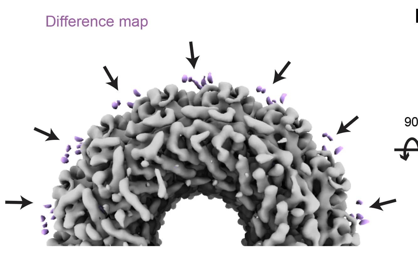 Open access visualization of Protein Structure, Cross-Section, Surface View, Difference Map, Nucleocapsids