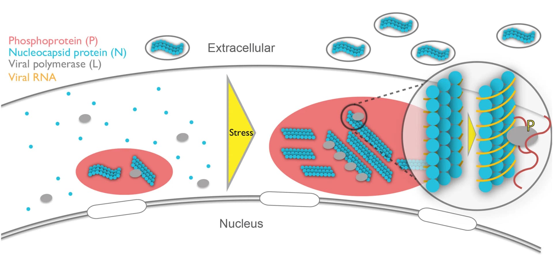 Open access visualization of Illustration, Workflow, Model, Viral Replication, MuV