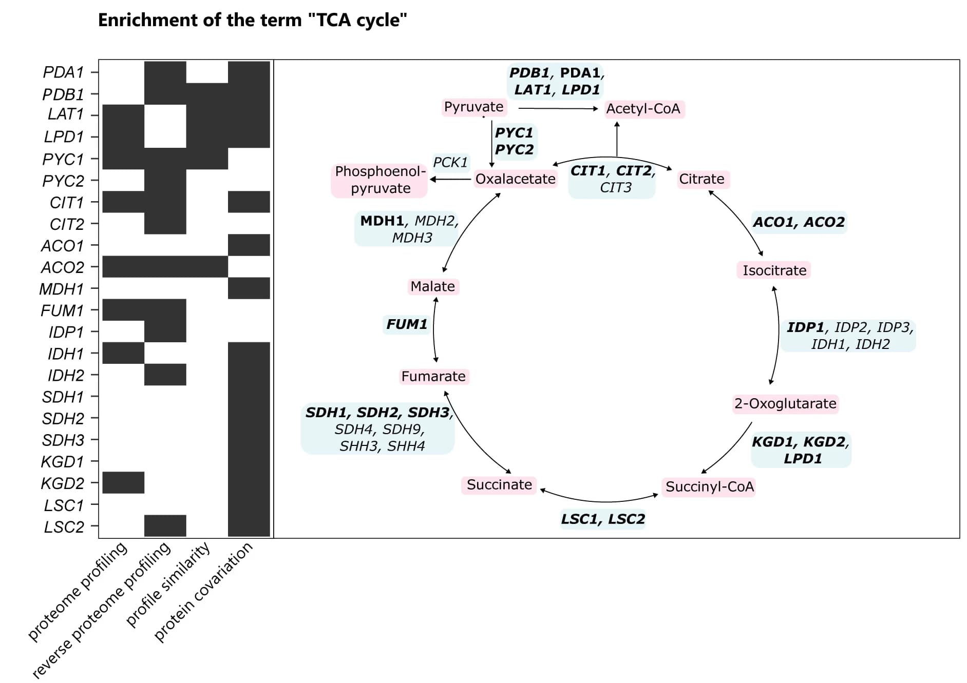 Open access visualization of Workflow, Pathway, Bar Plot, Functional Annotations, TCA Cycle