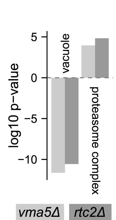 Open access visualization of Bar Plot, Clustered, GO Term Enrichment, Differentially Expressed Proteins, Mann-Whitney U Test