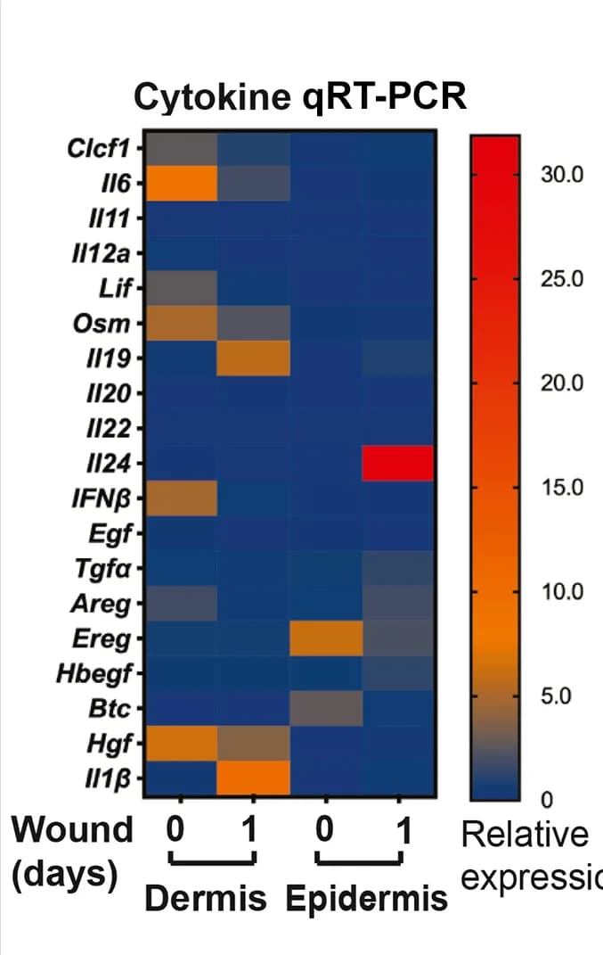 Open access visualization of Heatmap, qRT-PCR, STAT3-Targeting Cytokines, Homeostatic Skin, Wound