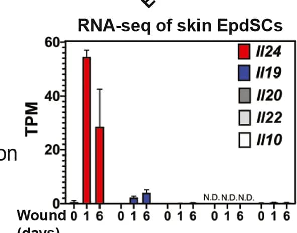 Open access visualization of Bar Plot, Error Bars, IL-10 Cytokine Family, RNA-seq, FACS-Purified EpdSCs