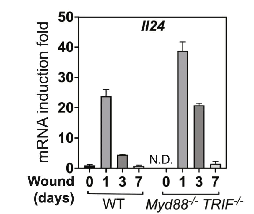 Open access visualization of Bar Plot, Error Bars, Clustered, qRT-PCR, Il24 mRNA