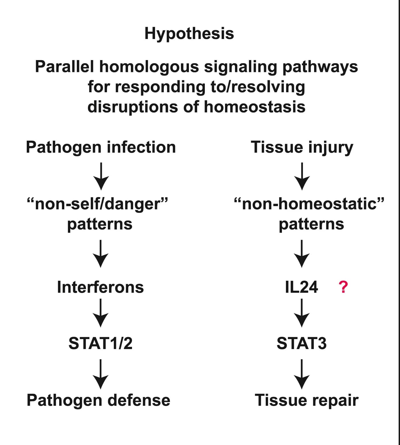 Open access visualization of Workflow, Flowchart, Signaling Pathways, Pathogen Infection, Tissue Injury