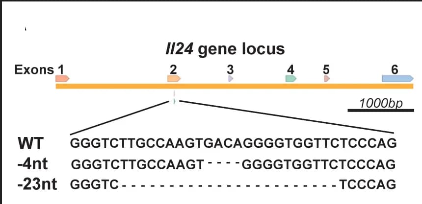Open access visualization of Illustration, Mouse Strains, CRISPR-Cas9, Wound Repair