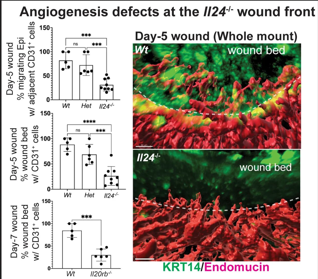 Open access visualization of Bar Plot, Error Bars, Microscopy, Migrating Epidermis, Endothelial Cells