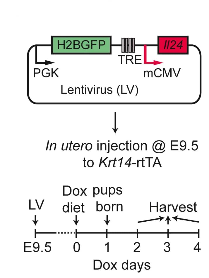 Open access visualization of Workflow, TRE-IL-24 Mice, Skin Epidermal Stem Cells, Lentivirus, Krt14-rtTA