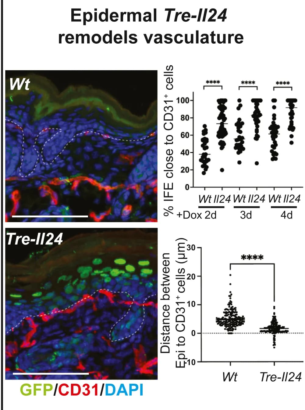 Open access visualization of Scatter Plot, Sagittal Sections, GFP, CD31, Interfollicular Epidermis