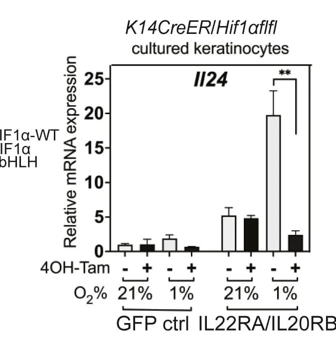 Open access visualization of Bar Plot, Error Bars, qRT-PCR, Il24 mRNA, EpdSCs