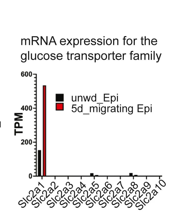 Open access visualization of Bar Plot, Clustered, Glucose transport family expression, RNA-seq, EpdSCs
