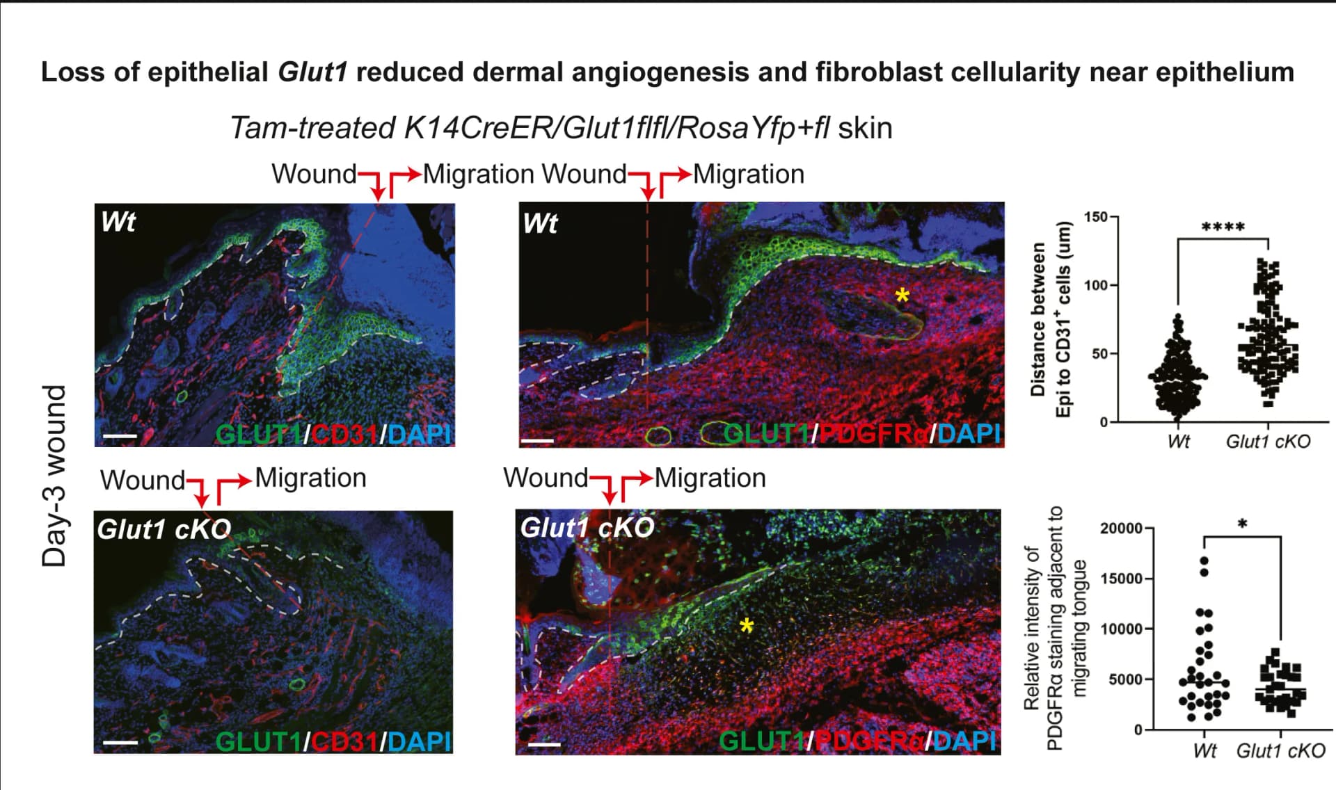 Open access visualization of Microscopy, Scatter Plot, Sagittal sections, Wounds, GLUT1