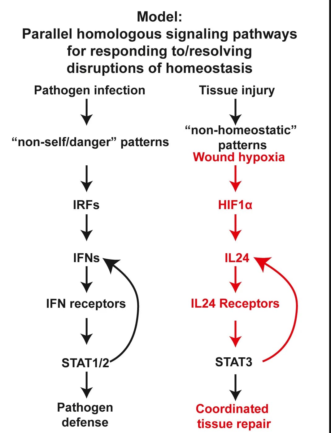 Open access visualization of Workflow, Flowchart, IFN Signaling, IL-24 Signaling, Pathogens