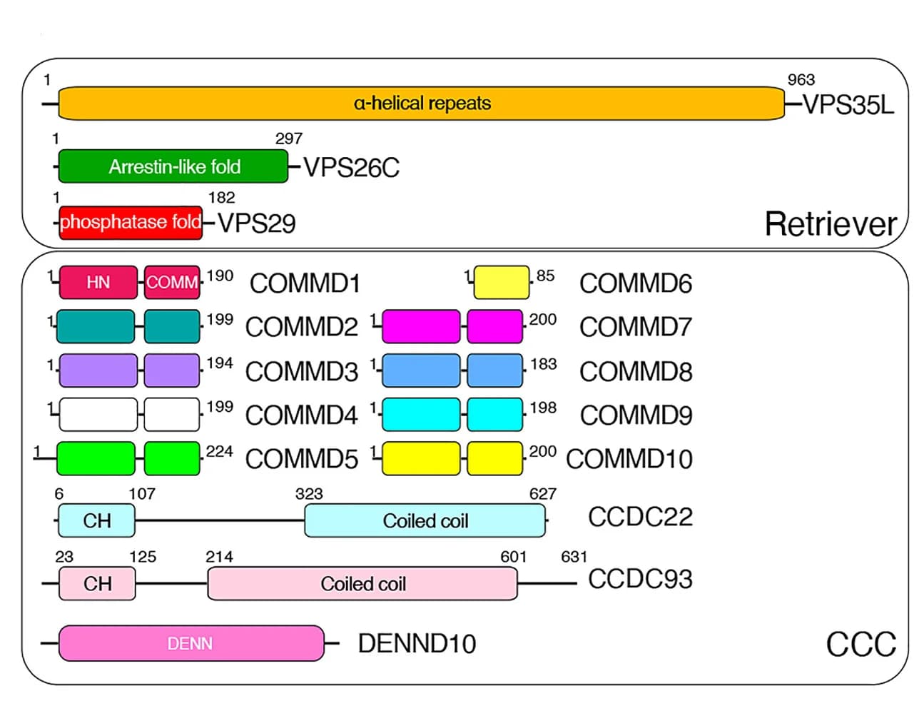 Open access visualization of Illustration, Retriever, CCC sub-complexes, Commander assembly
