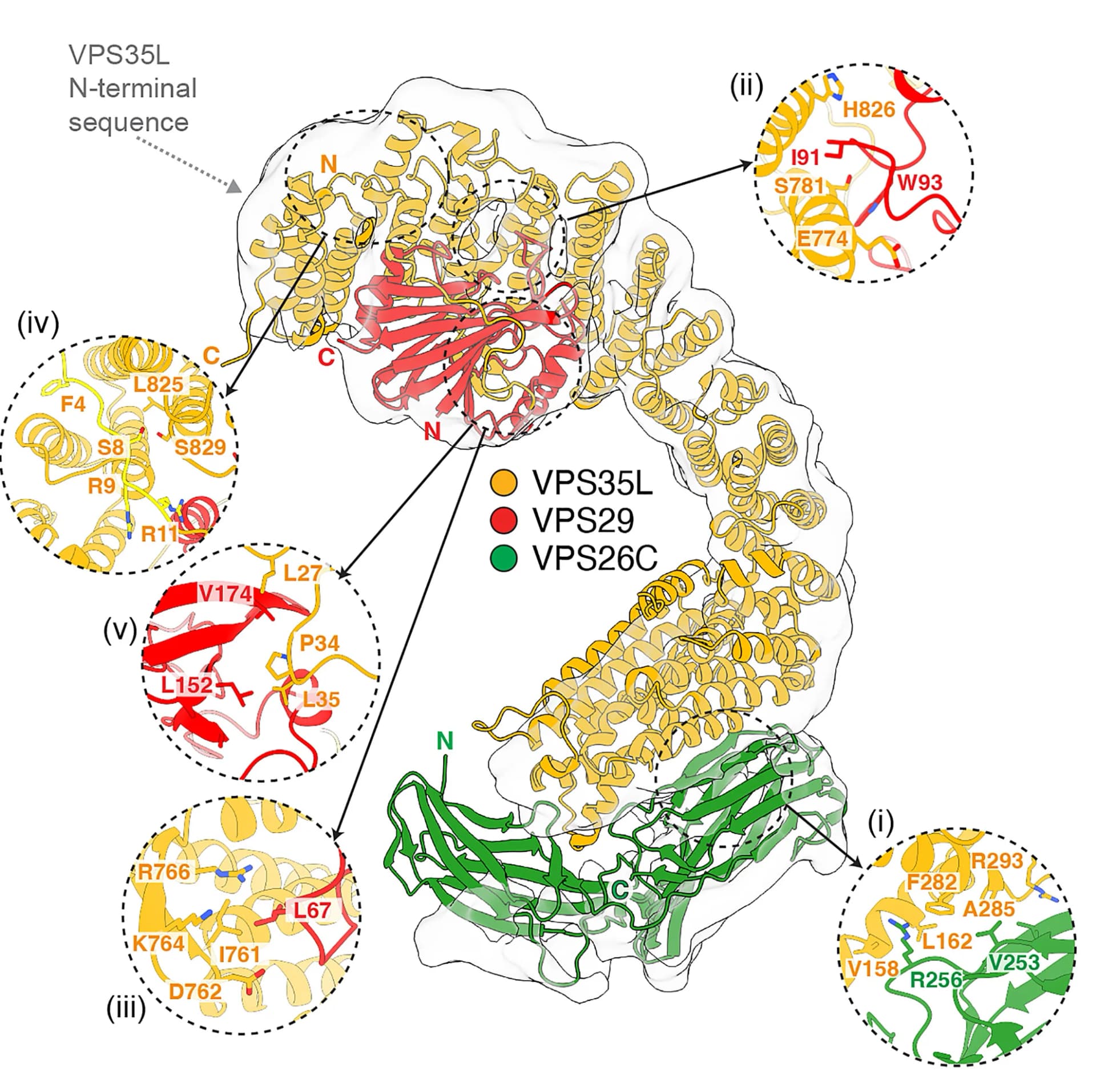 Open access visualization of Protein Structure, cryoEM envelope, Retriever, AlphaFold2 model, VPS35L
