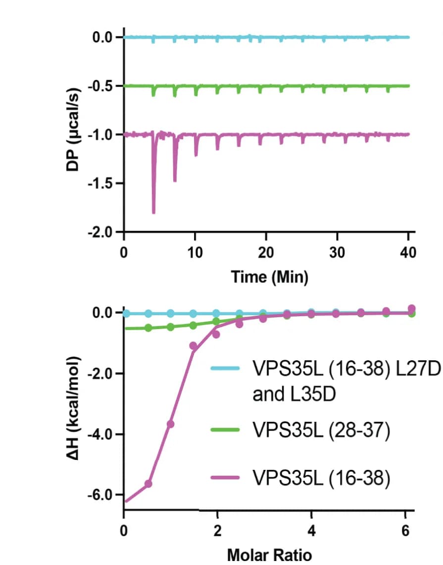 Open access visualization of Line Plot, Line Step, VPS35L peptides, VPS29, ITC