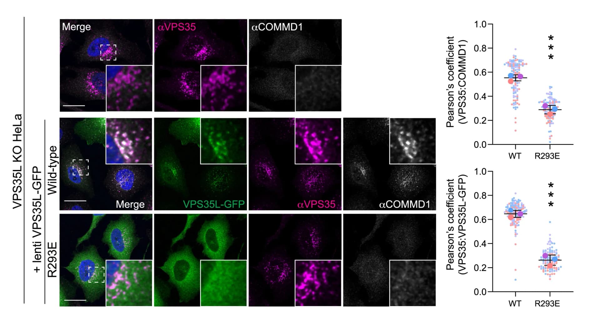 Open access visualization of Scatter Plot, Error Bars, VPS35L, HeLa cells, CCC Complex