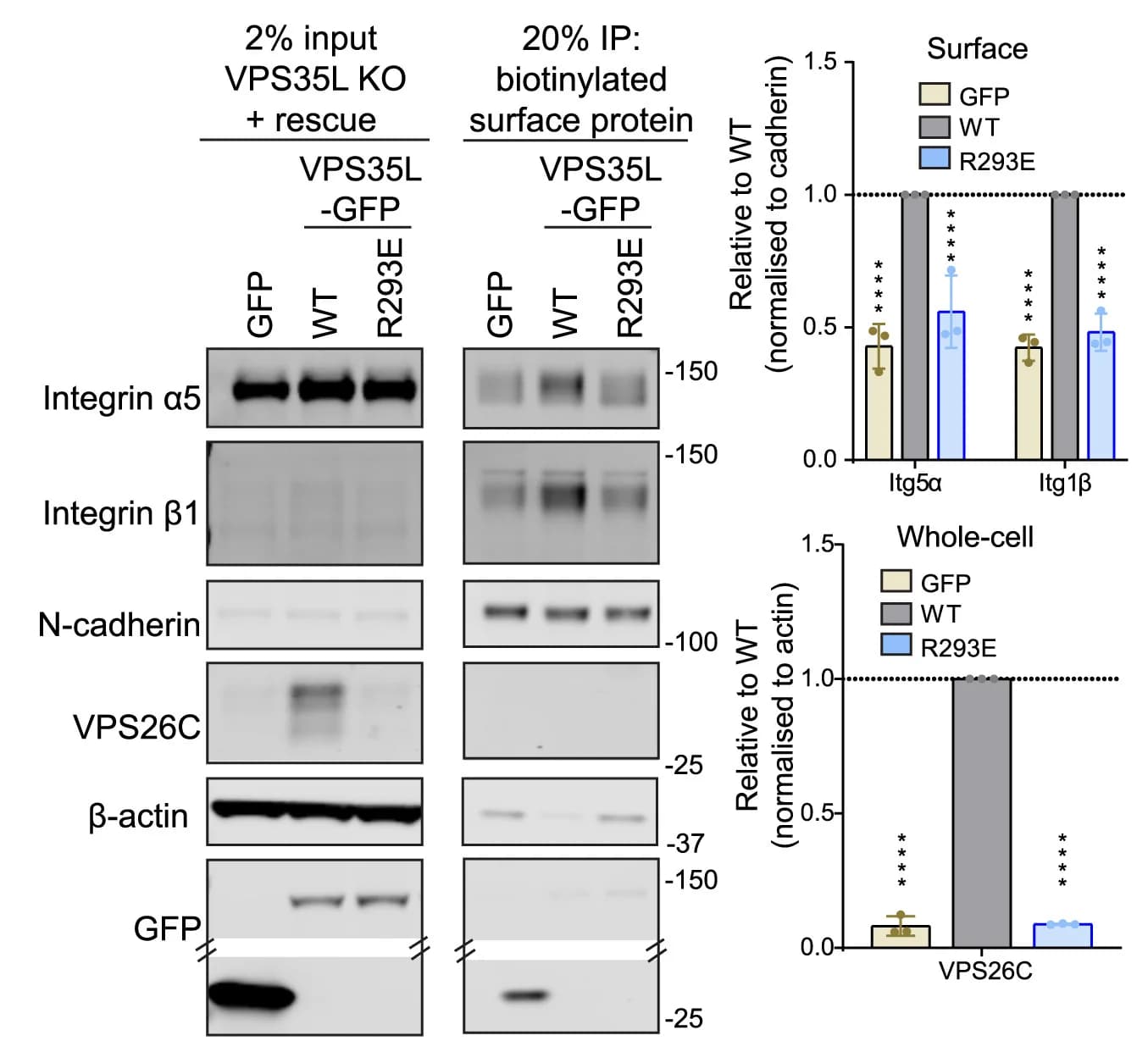 Open access visualization of Bar Plot, Error Bars, Gel, VPS35L, HeLa cells