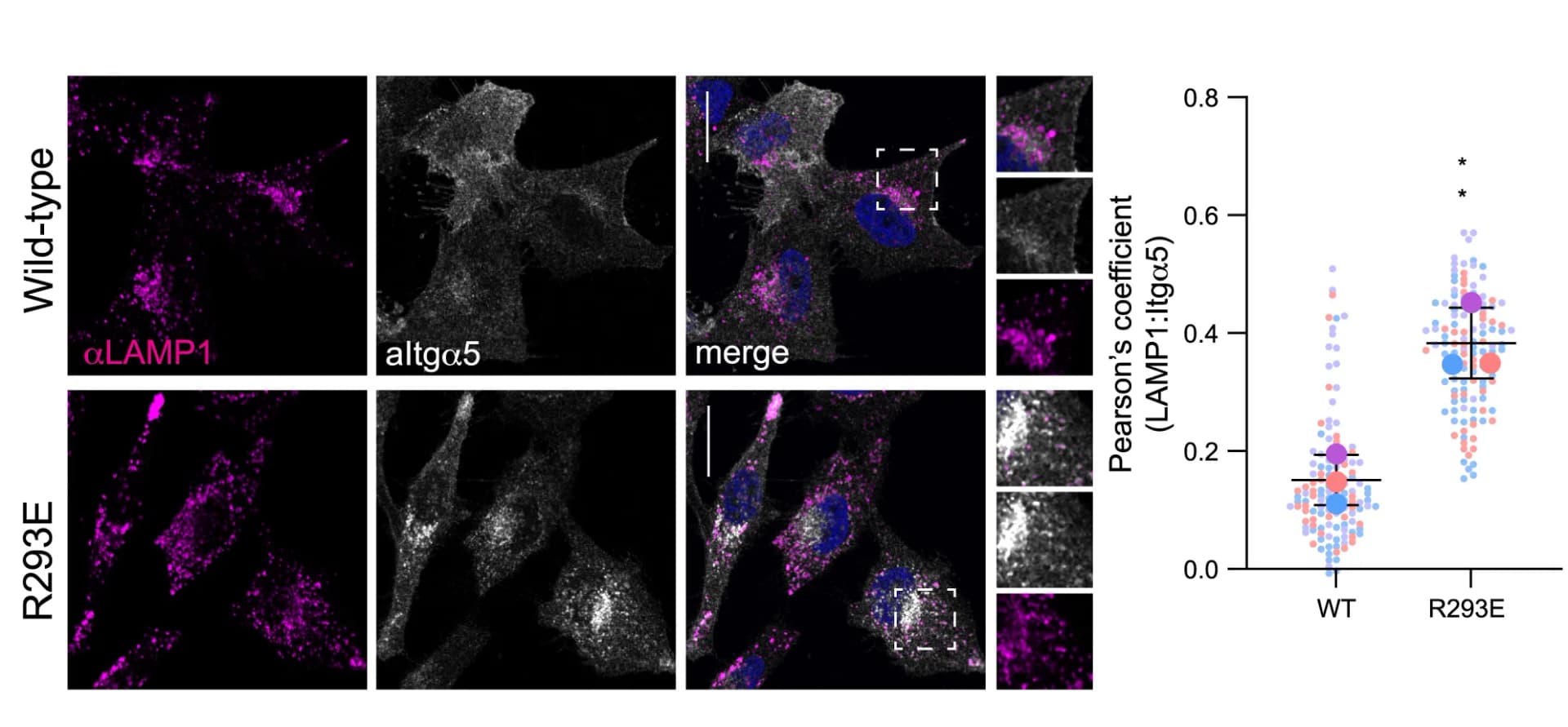 Open access visualization of Scatter Plot, Error Bars, VPS35L, HeLa cells, α5-integrin