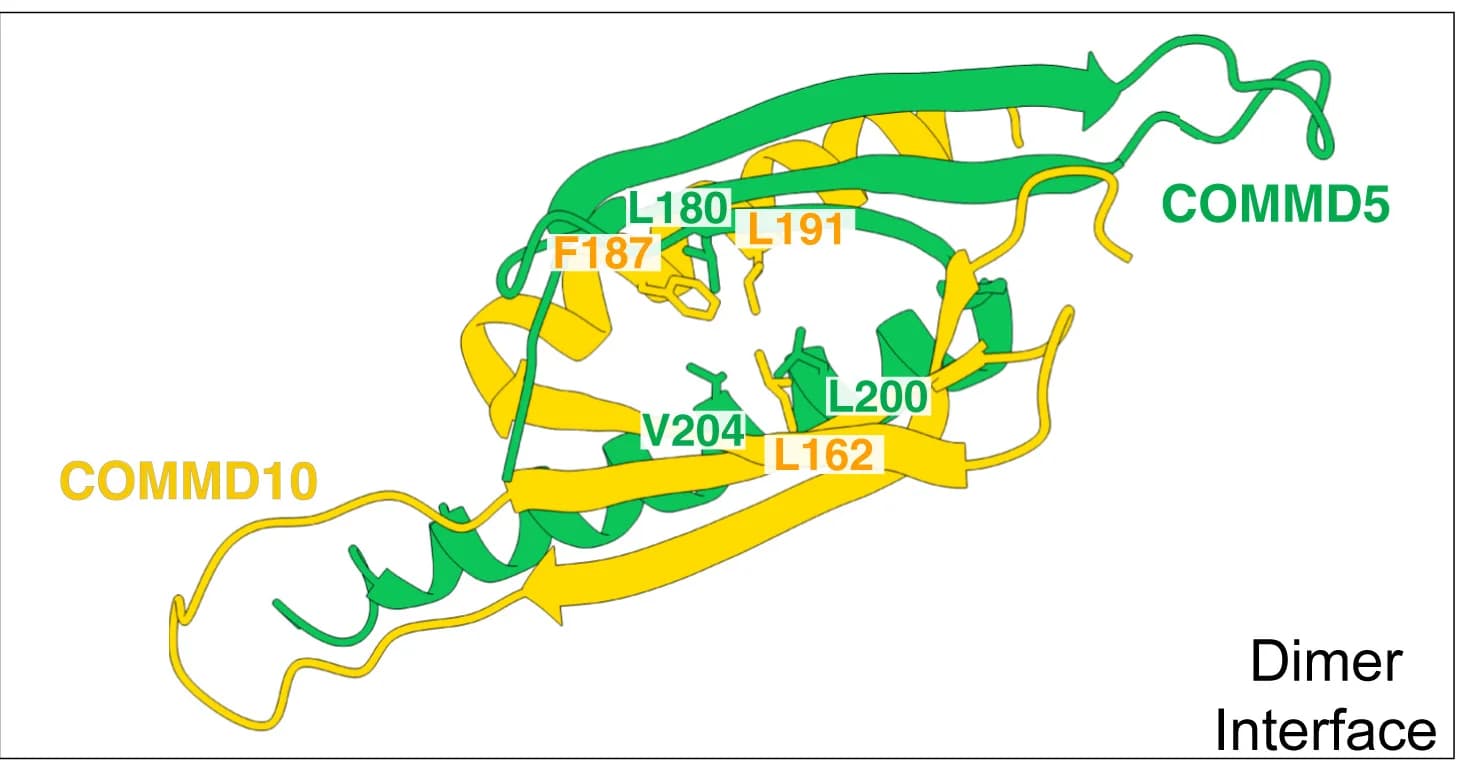 Open access visualization of Protein Structure, Residues, COMMD5, COMMD10, Interface