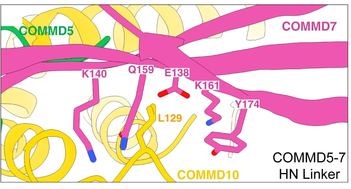 Open access visualization of Protein Structure, COMMD10, Residue, Hydrophobic pocket, Tetramer