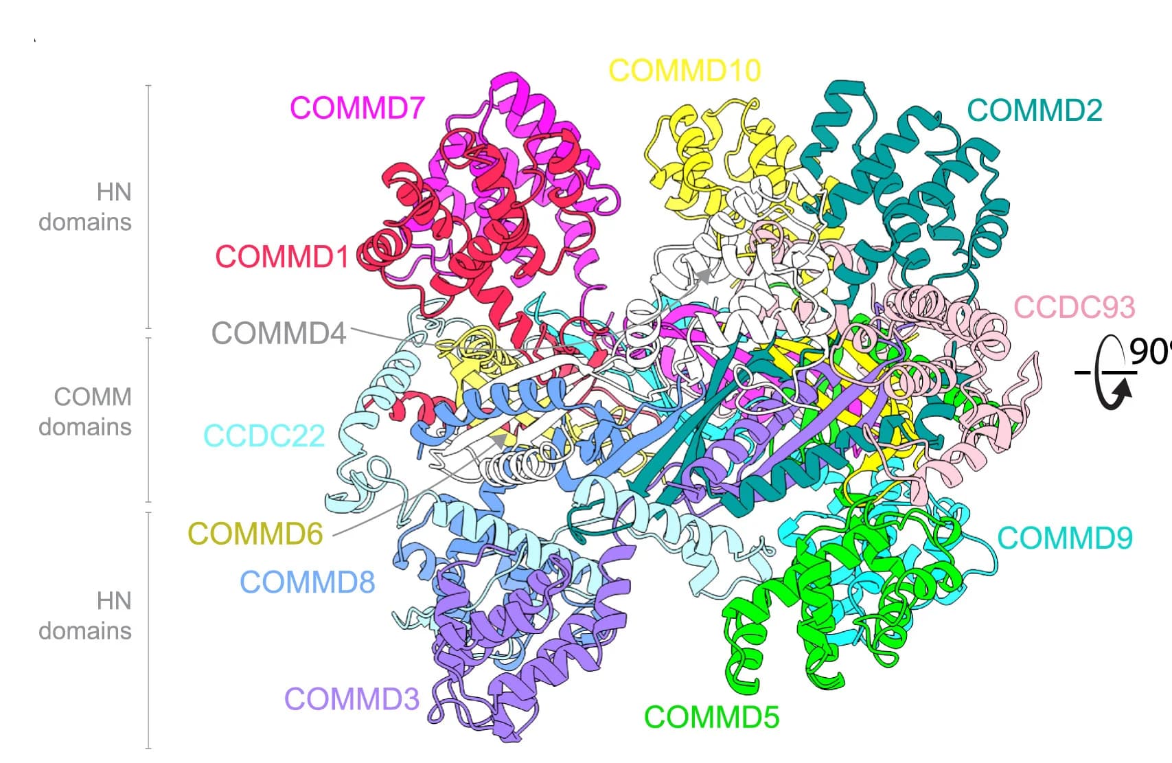 Open access visualization of Protein Structure, CryoEM Structure, CCC Complex, COMMD Proteins, CH Domain