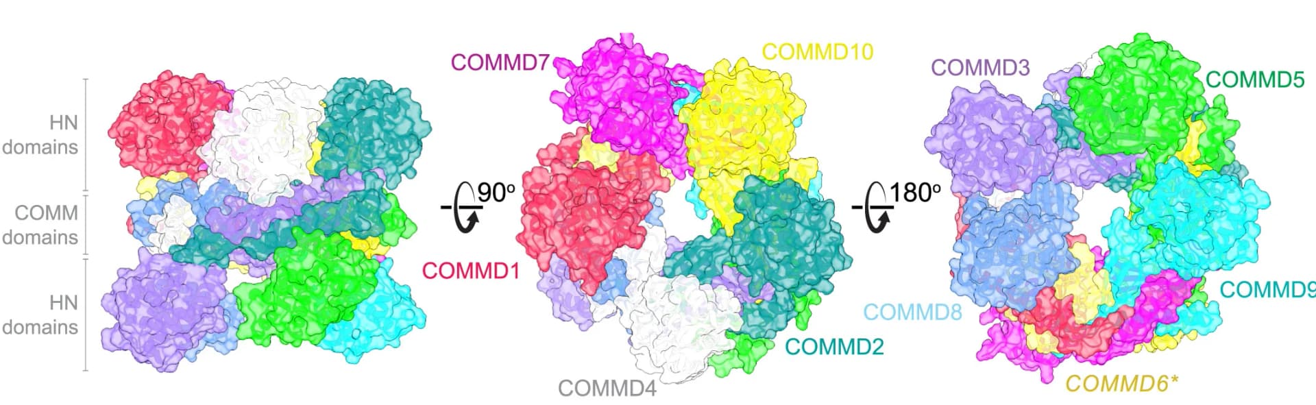Open access visualization of Protein Structure, 3D Plot, Molecular Surface, HN Domains, COMMD1